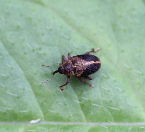 Réf. 204 287 : Lignyodes enucleator